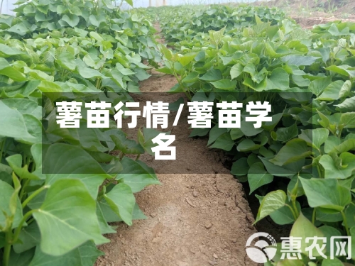 薯苗行情/薯苗学名-第3张图片