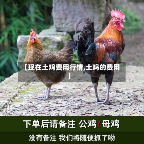 【现在土鸡费用行情,土鸡的费用】-第2张图片