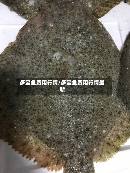 多宝鱼费用行情/多宝鱼费用行情最新-第2张图片