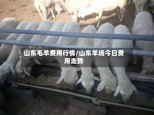 山东毛羊费用行情/山东羊场今日费用走势-第3张图片