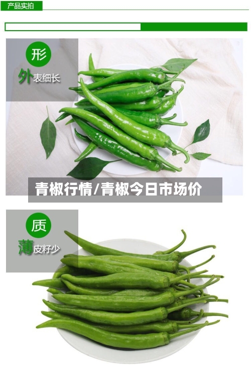 青椒行情/青椒今日市场价-第2张图片