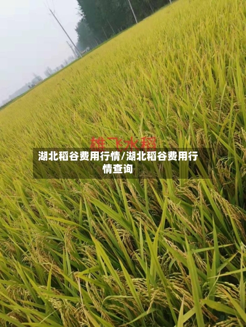 湖北稻谷费用行情/湖北稻谷费用行情查询-第3张图片