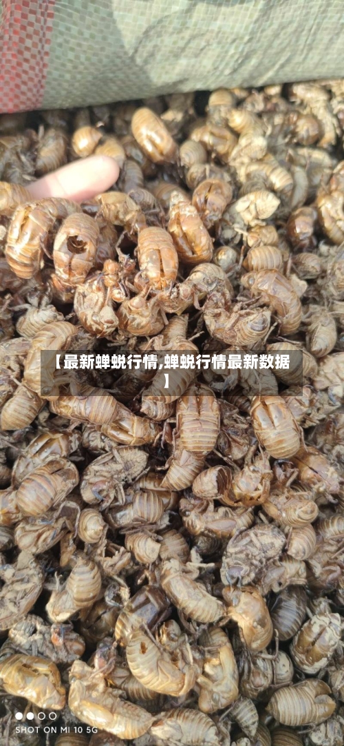 【最新蝉蜕行情,蝉蜕行情最新数据】-第2张图片