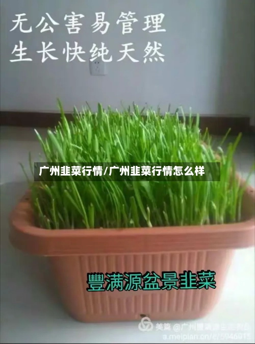 广州韭菜行情/广州韭菜行情怎么样-第2张图片