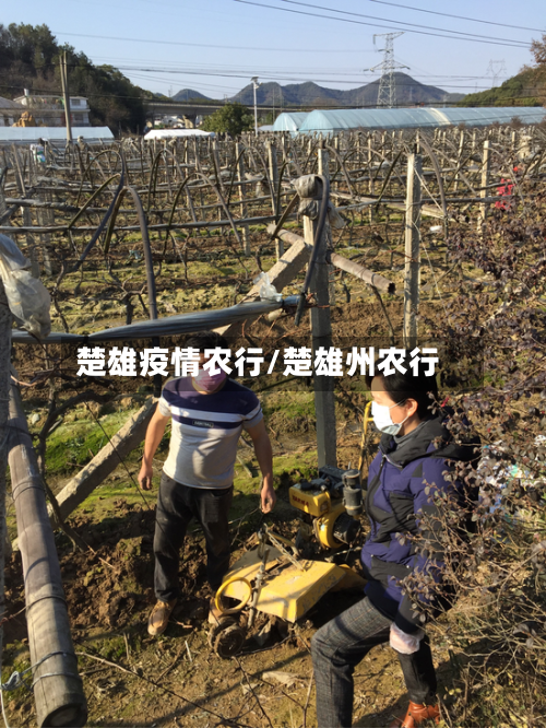 楚雄疫情农行/楚雄州农行-第2张图片