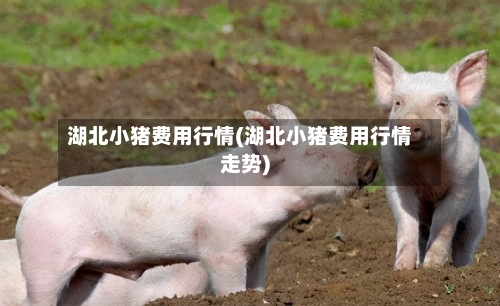 湖北小猪费用行情(湖北小猪费用行情走势)-第2张图片