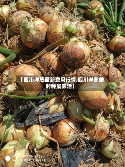 【四川洋葱最新费用行情,四川洋葱啥时种最养活】-第2张图片
