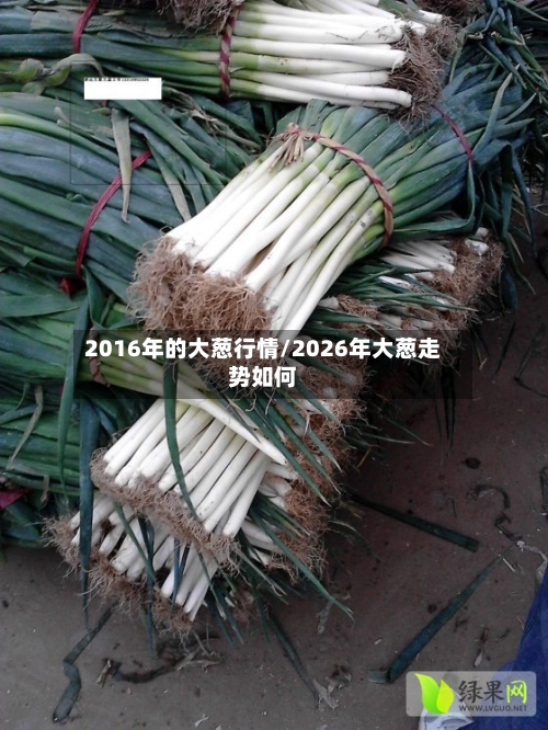 2016年的大葱行情/2026年大葱走势如何-第1张图片