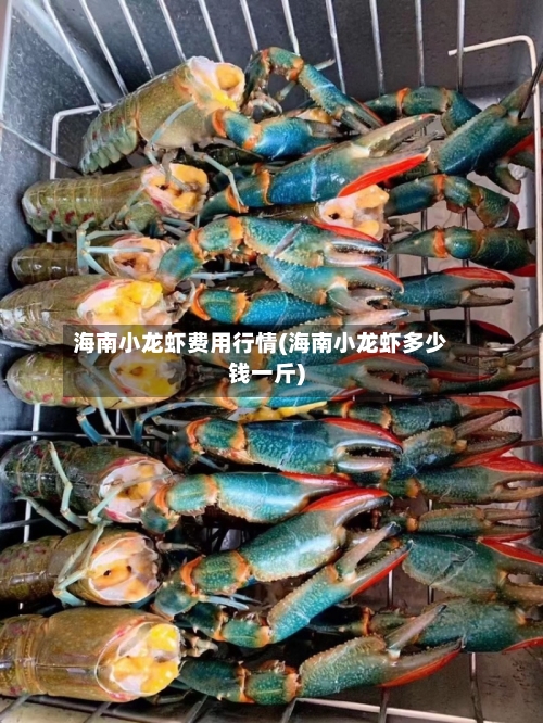 海南小龙虾费用行情(海南小龙虾多少钱一斤)-第2张图片