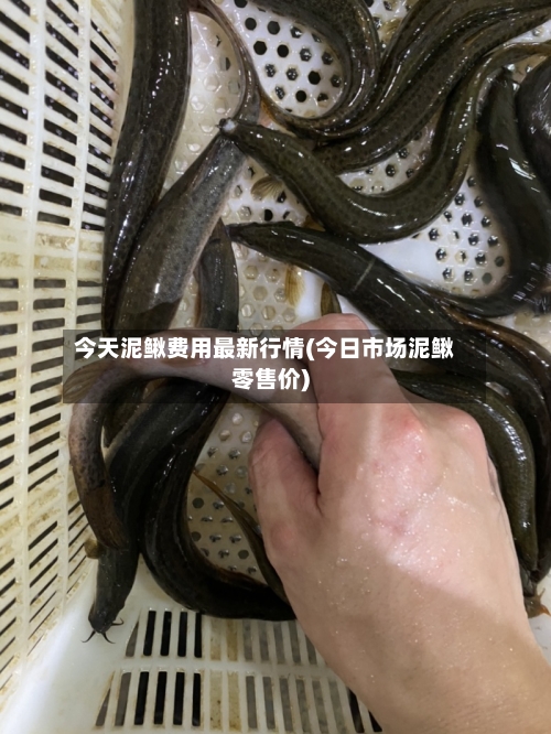 今天泥鳅费用最新行情(今日市场泥鳅零售价)-第3张图片