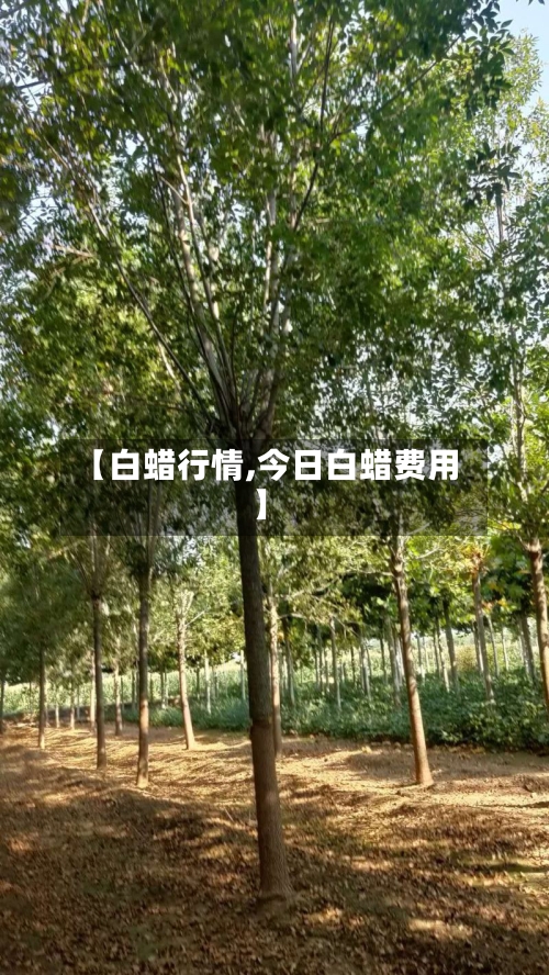 【白蜡行情,今日白蜡费用】-第2张图片