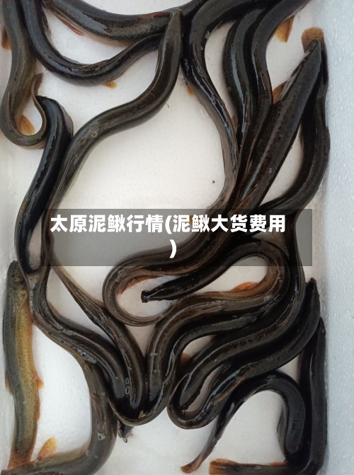 太原泥鳅行情(泥鳅大货费用)-第3张图片