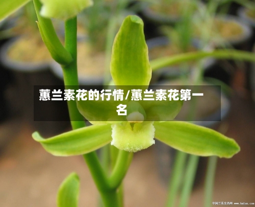 蕙兰素花的行情/蕙兰素花第一名-第3张图片