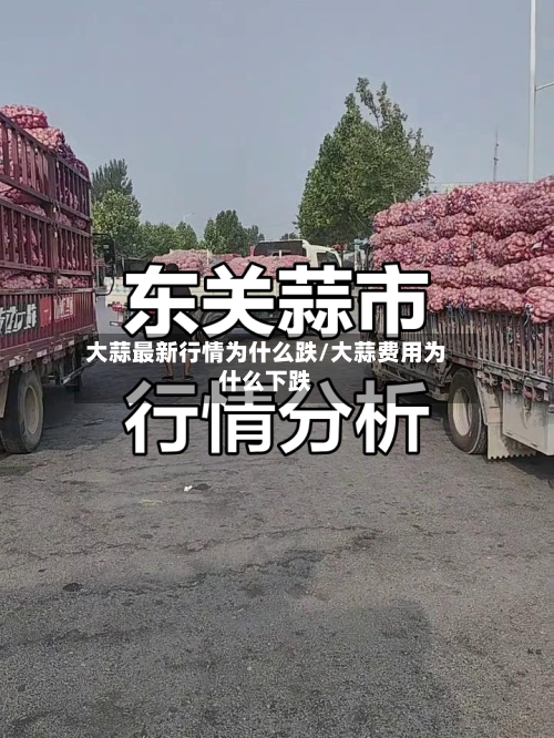大蒜最新行情为什么跌/大蒜费用为什么下跌-第2张图片