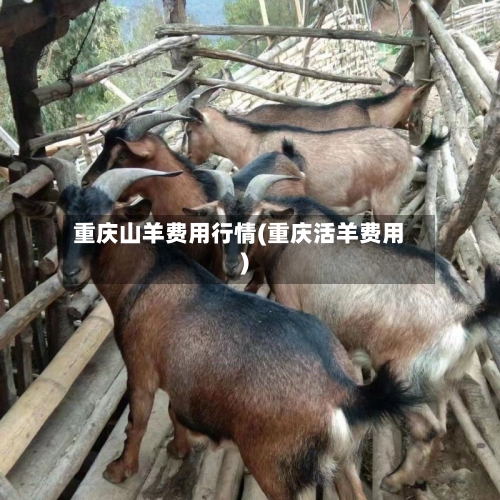 重庆山羊费用行情(重庆活羊费用)-第3张图片