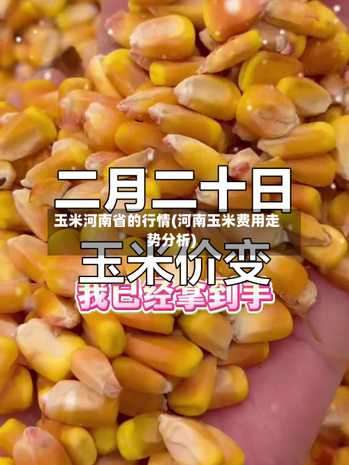 玉米河南省的行情(河南玉米费用走势分析)-第3张图片
