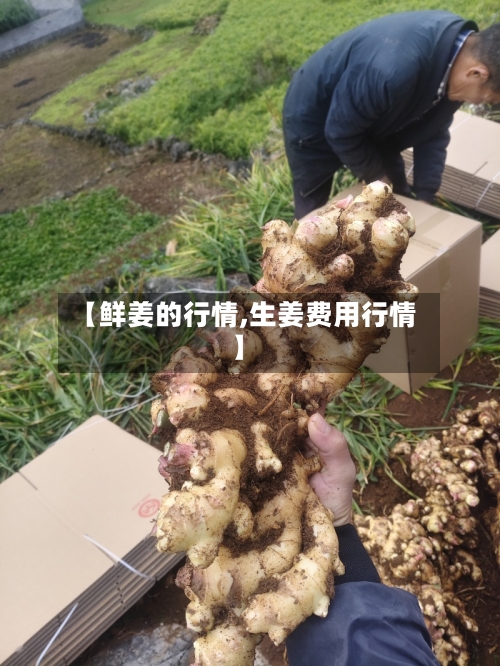 【鲜姜的行情,生姜费用行情】-第2张图片