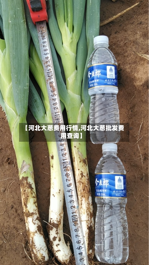 【河北大葱费用行情,河北大葱批发费用查询】-第1张图片
