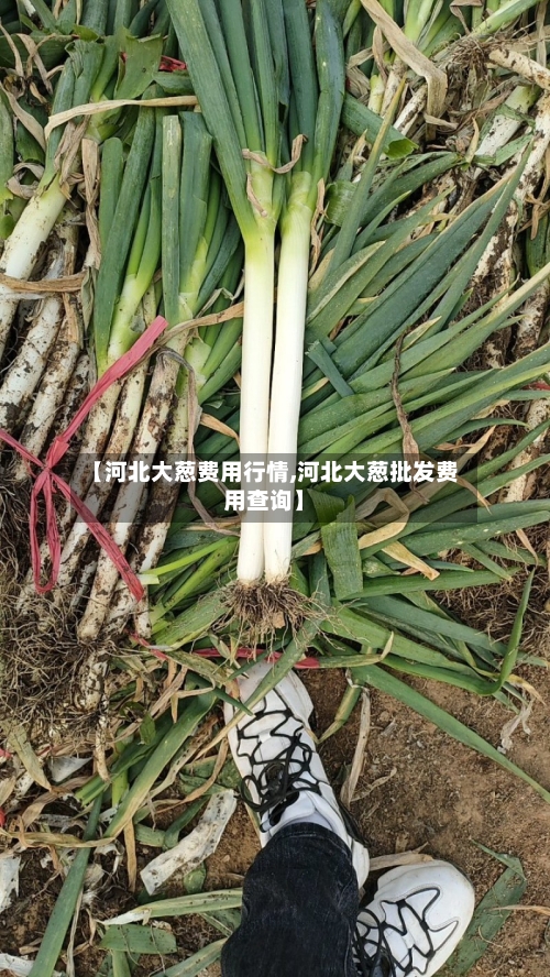 【河北大葱费用行情,河北大葱批发费用查询】-第2张图片