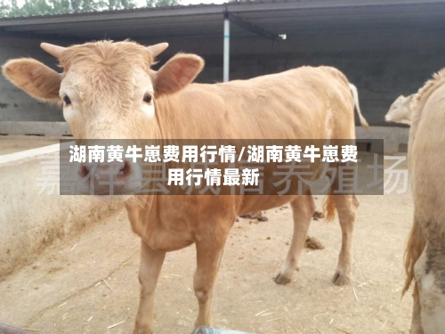 湖南黄牛崽费用行情/湖南黄牛崽费用行情最新-第2张图片