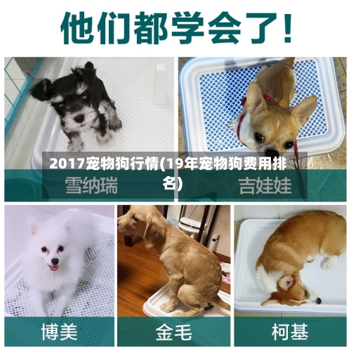 2017宠物狗行情(19年宠物狗费用排名)-第2张图片