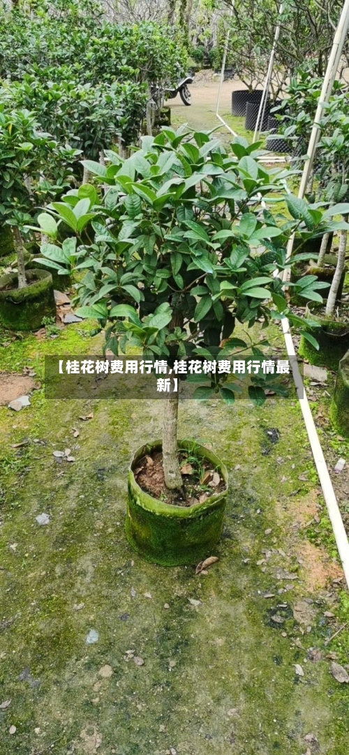【桂花树费用行情,桂花树费用行情最新】-第1张图片