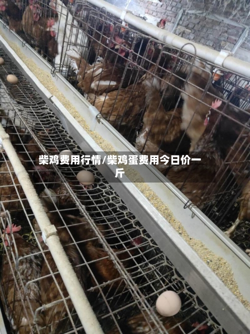 柴鸡费用行情/柴鸡蛋费用今日价一斤-第1张图片